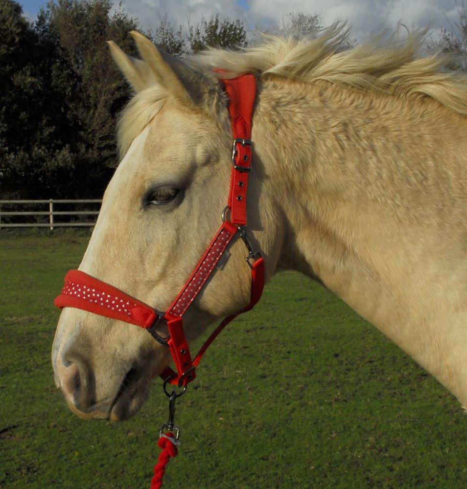 Rhinegold Star Spangled Headcollar & Rope Set (Red)