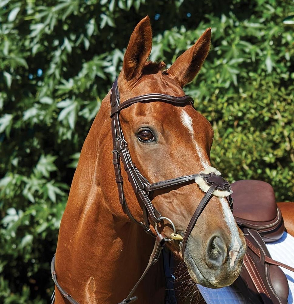 Collegiate Comfitec Grackle Bridle