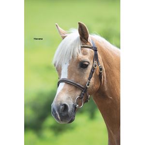 Shires Velociti GARA (Blenheim) Clincher Inhand Bridle