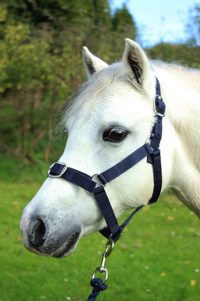 Gallop Headcollar & Leadrope Set (Navy)