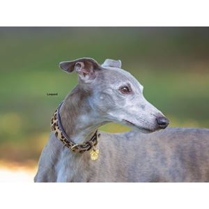 Shires Digby & Fox Cow Hair Greyhound Collar (XS - S)