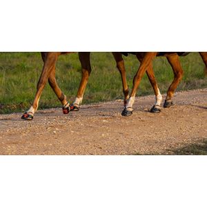 Scootboot Adjust Hoof Boot (SINGLE BOOT)