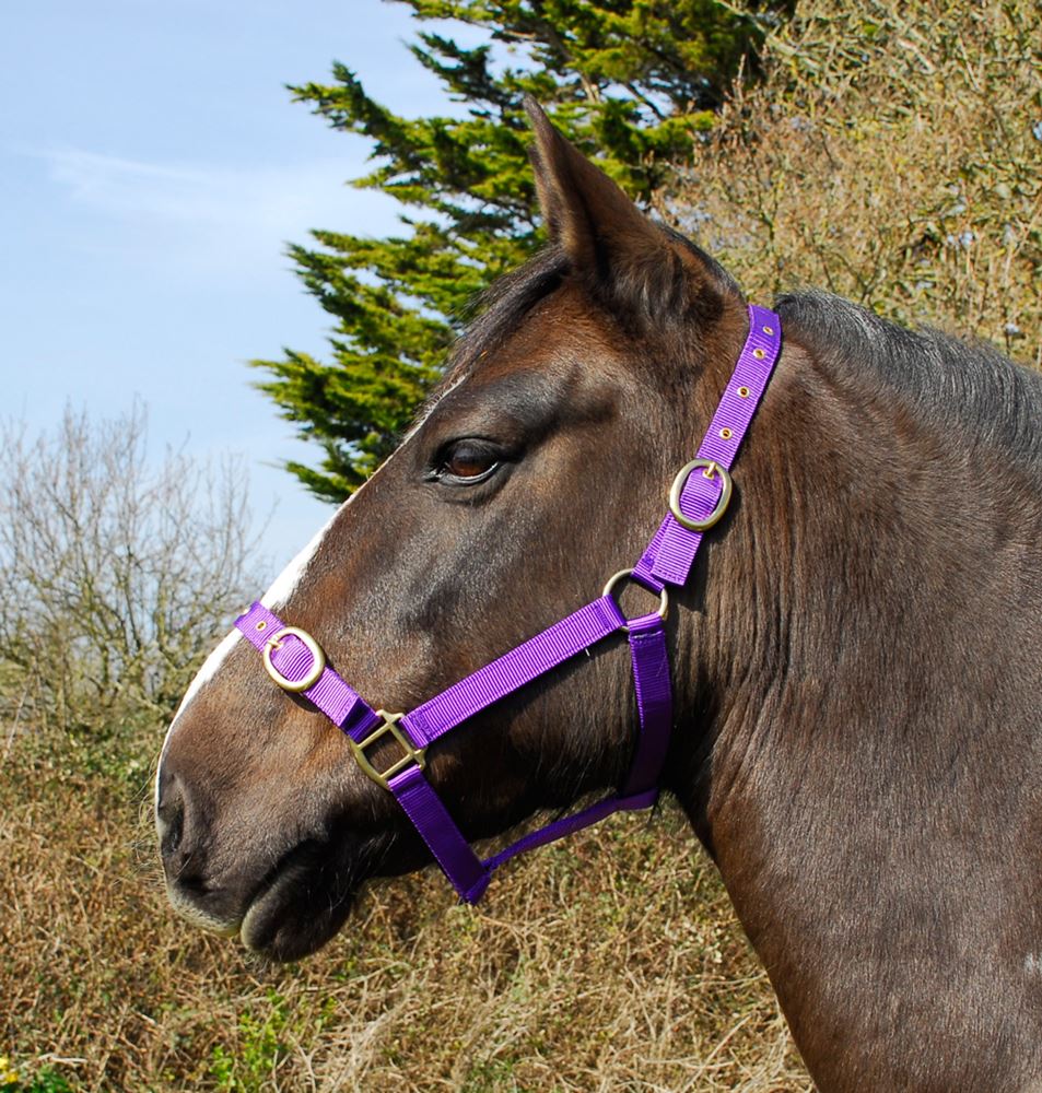 Rhinegold Nylon Headcollar (Purple)