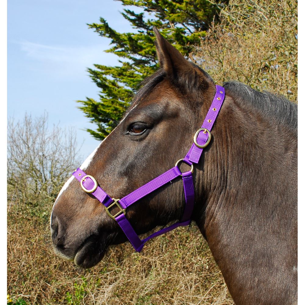 Rhinegold Nylon Headcollar (Purple)