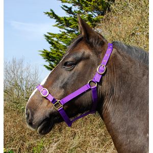 Rhinegold Nylon Headcollar (Purple)