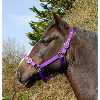 Rhinegold Nylon Headcollar (Purple)