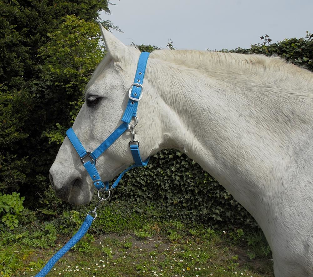 Rhinegold Carnival Headcollar & Lead Rope Set (Turquoise)