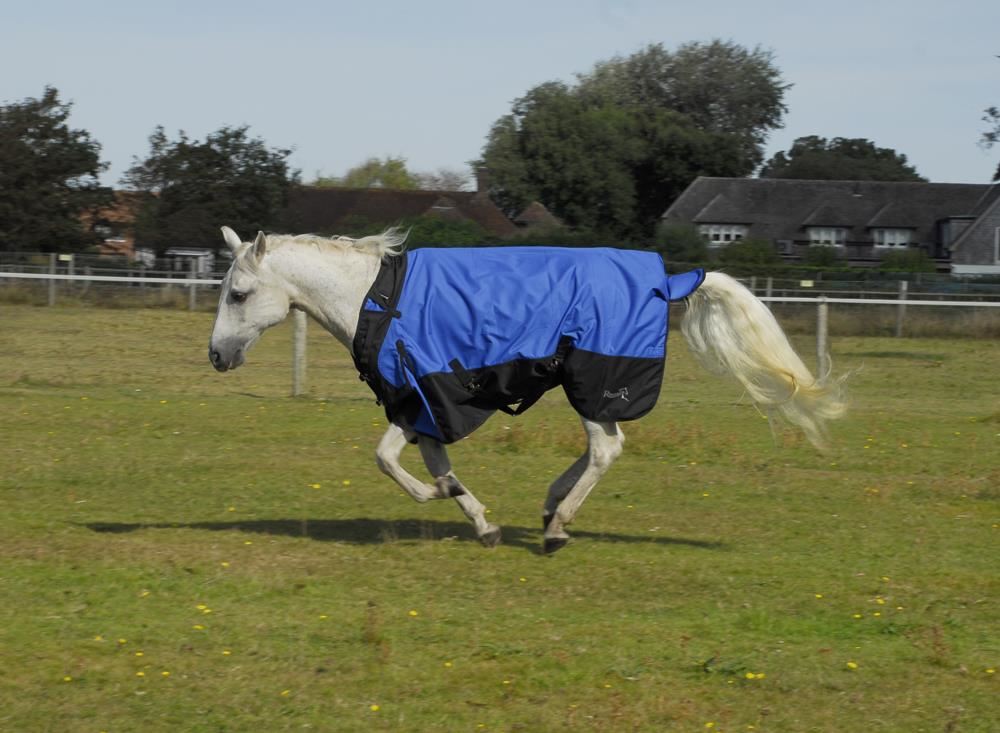 Rhinegold Phoenix Outdoor Rug - 50g (Royal Blue)