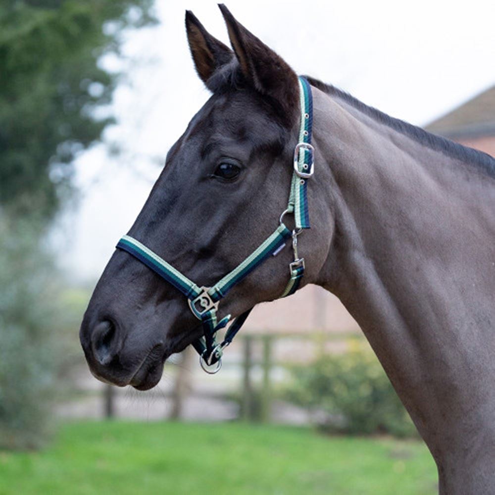 Hy Equestrian Trinity Head Collar (Navy/Green/Light Green)