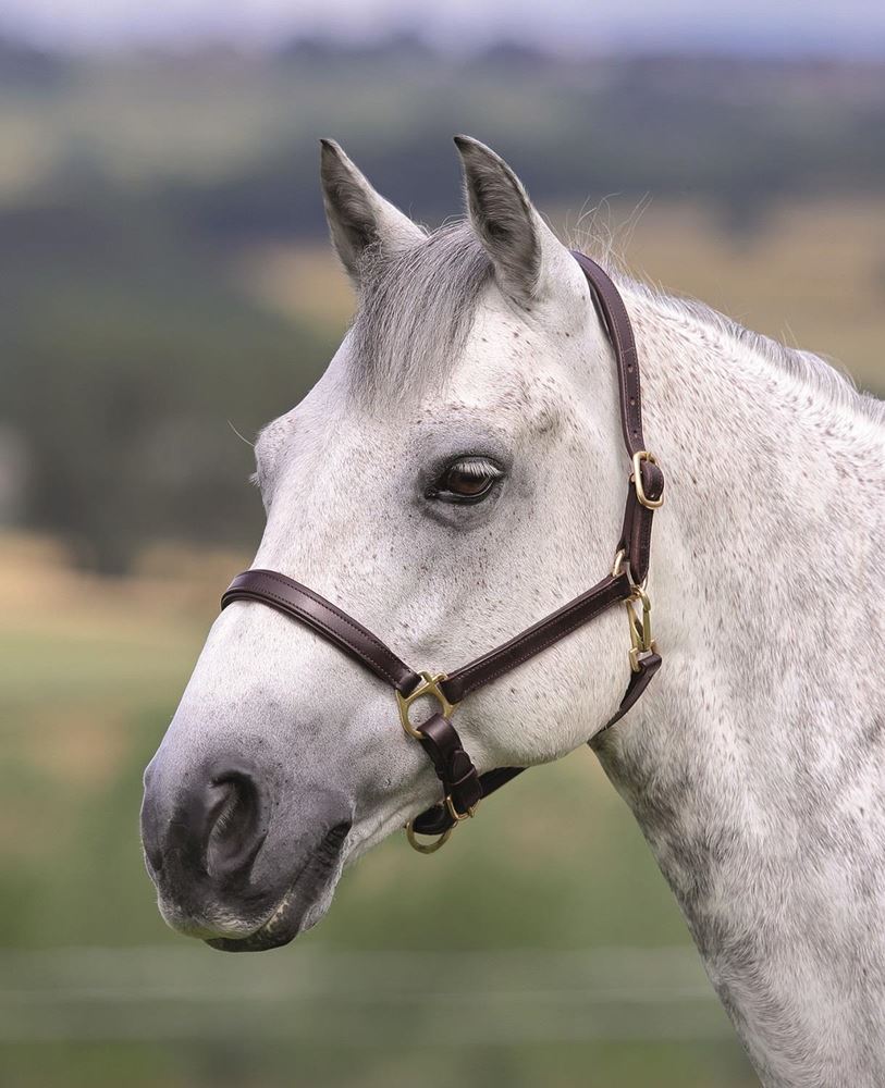 Shires Blenheim Ragley Lined Leather Headcollar