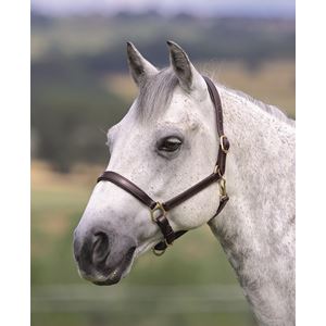 Shires Blenheim Ragley Lined Leather Headcollar