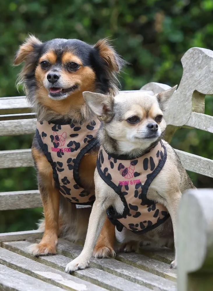 Shires Digby & Fox Leopard Print Harness (XS - XL)