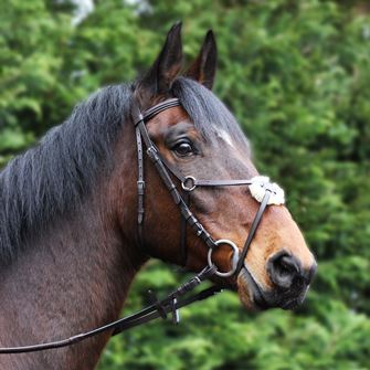 Gallop Grackle Bridle (Brown)