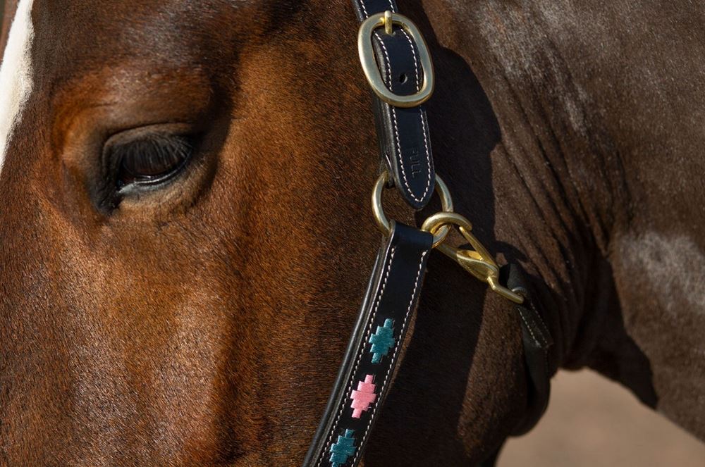 Gallop Premium Padded Leather Headcollar (Pink/Aqua)
