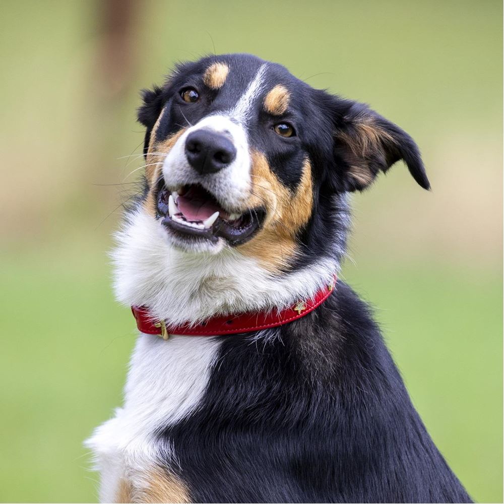 **barcodes** Digby & Fox Star Dog Collar - L, XL, XXL (Scarlett)