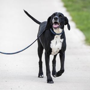 Shires Digby & Fox Tweed and Leather Dog Lead (Navy)