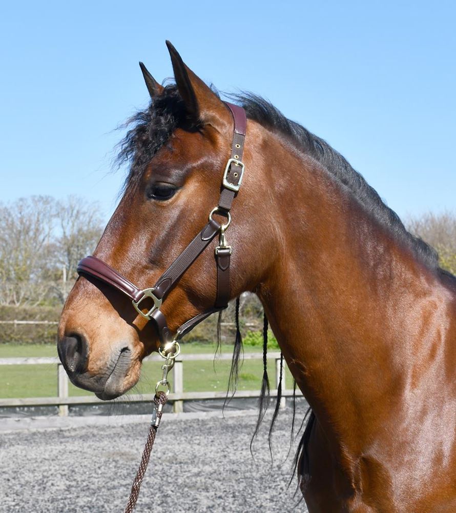 Rhinegold Softee Leather Padded Headcollar (Brown)