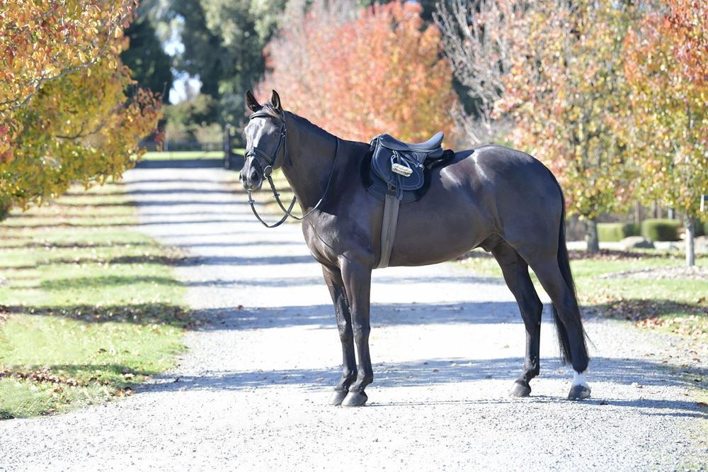 Weatherbeeta Prime Comfy Fleece All Purpose Numnah (Black)