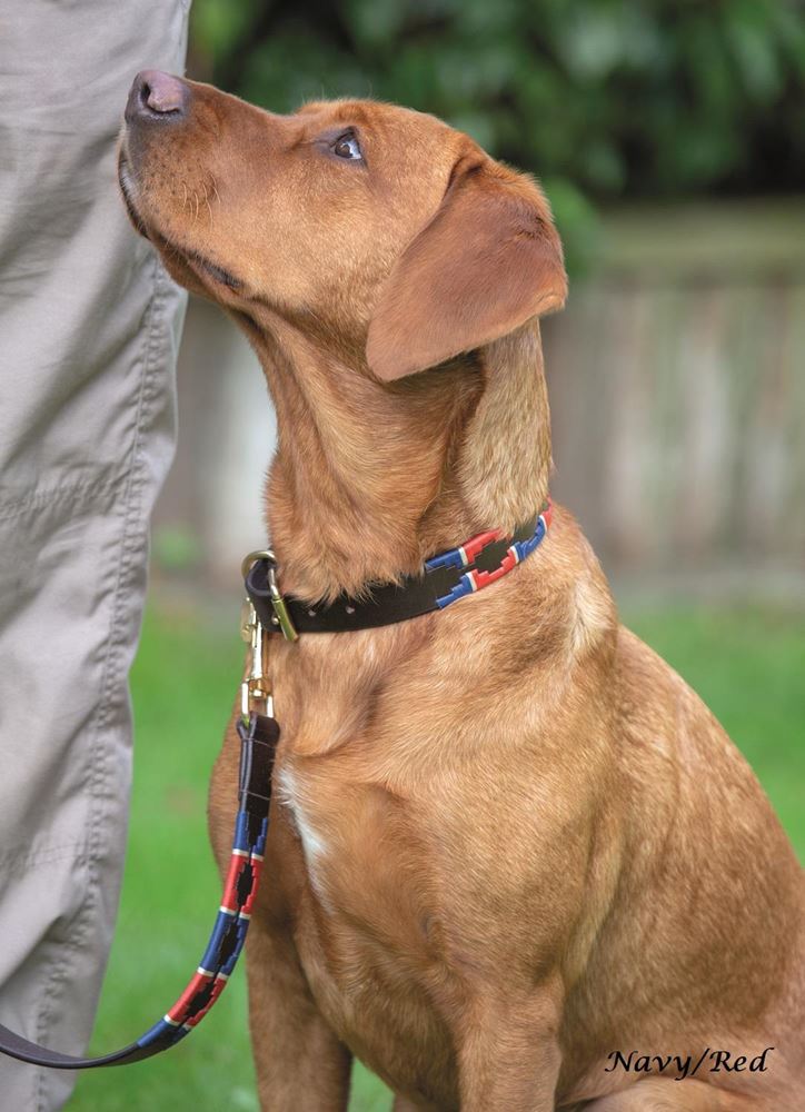 Shires Digby & Fox Drover Polo Dog Collar, M - XXL