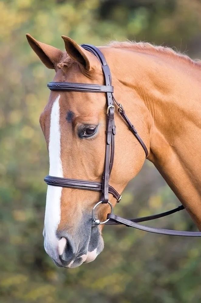 Shires Salisbury Fairford Bridle (Australian Nut)