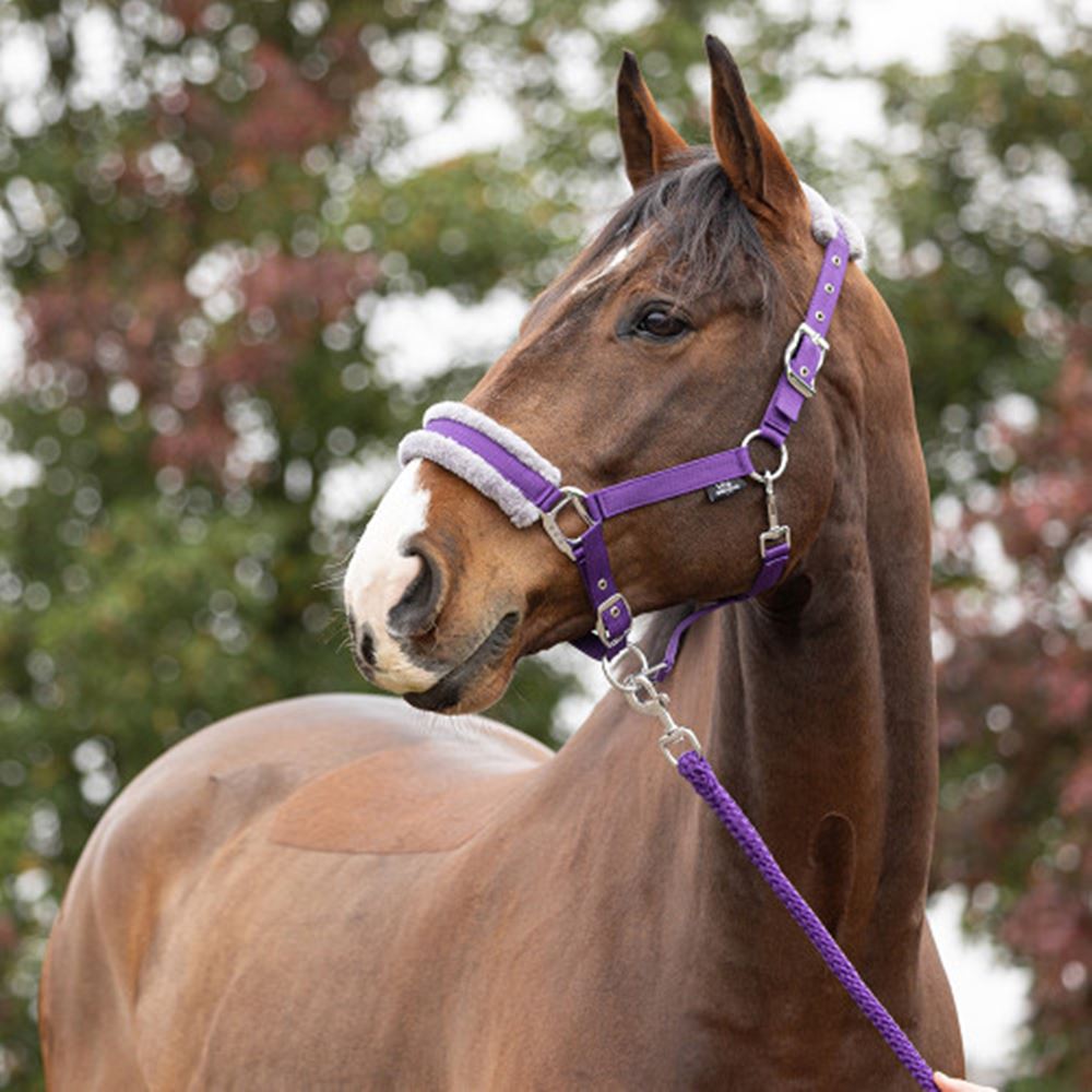 Hy Sport Active Head Collar & Lead Rope (Royal Violet)