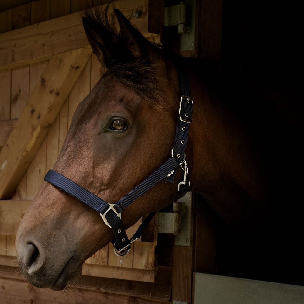 Gallop Premium Padded Headcollar (Navy)