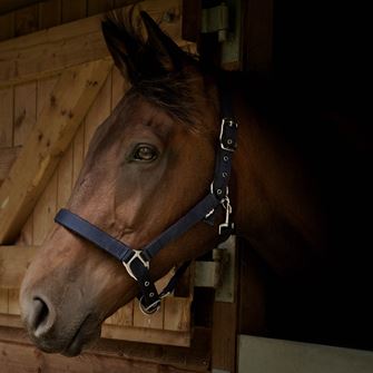 Gallop Premium Padded Headcollar (Navy)