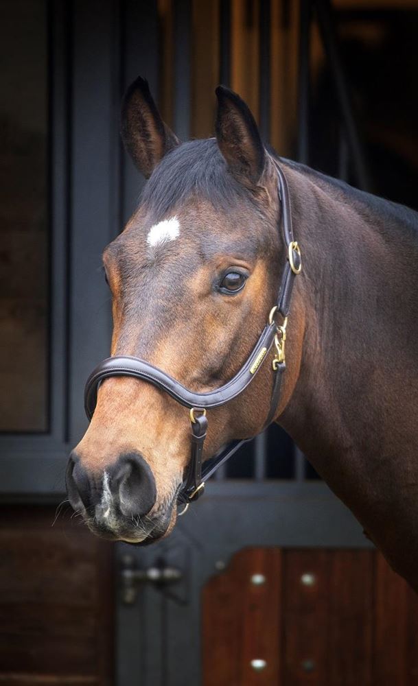 Shires Velociti Rapida Curved Leather Headcollar (Havana)