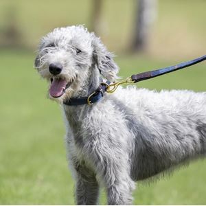 Shires Digby & Fox Tweed Dog Collar - XXS (Navy)