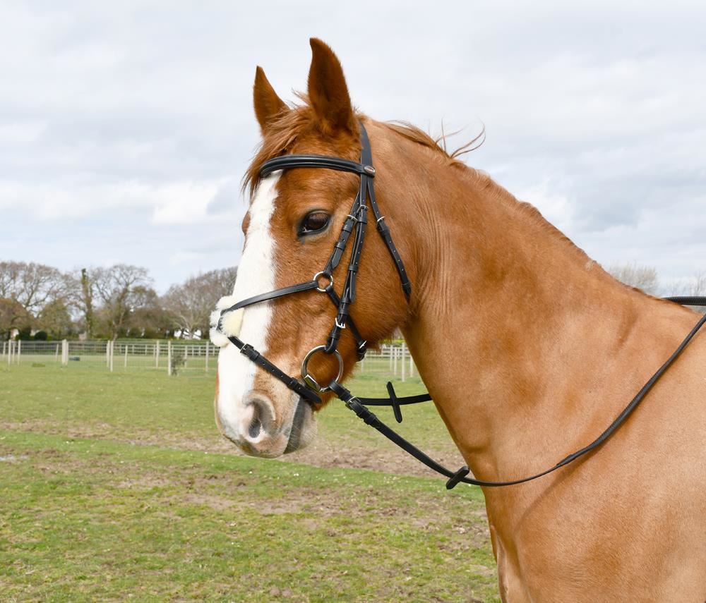 Windsor Mexican Bridle