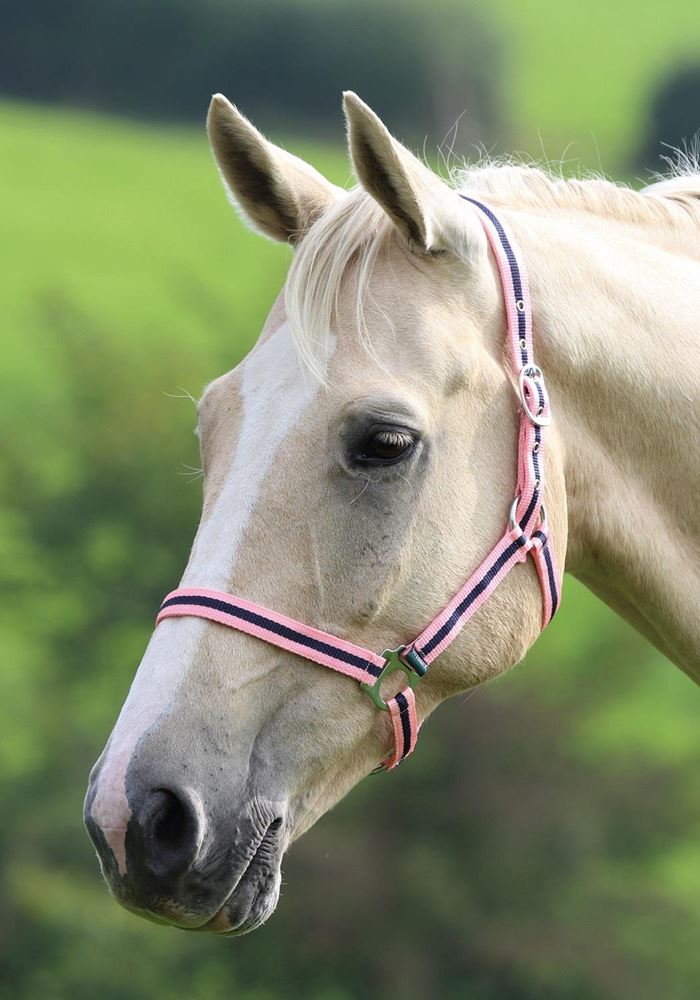Shires Wessex Nylon Headcollar 