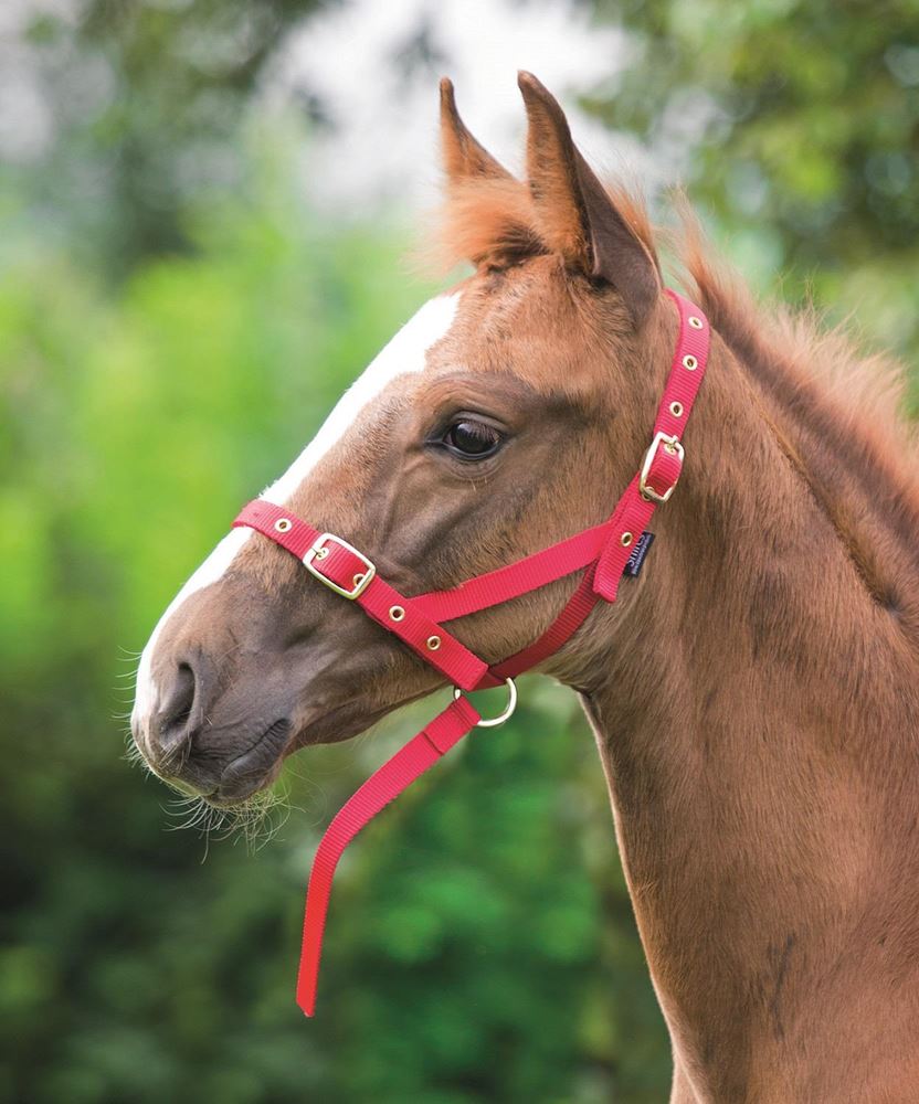 Shires Nylon Foal Slip