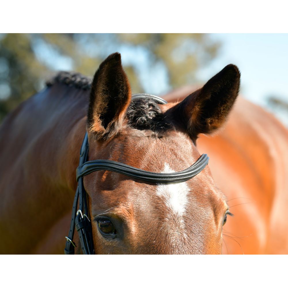 Weatherbeeta Collegiate Comfitec Opulux Plain Padded Hanoverian Flash Bridle