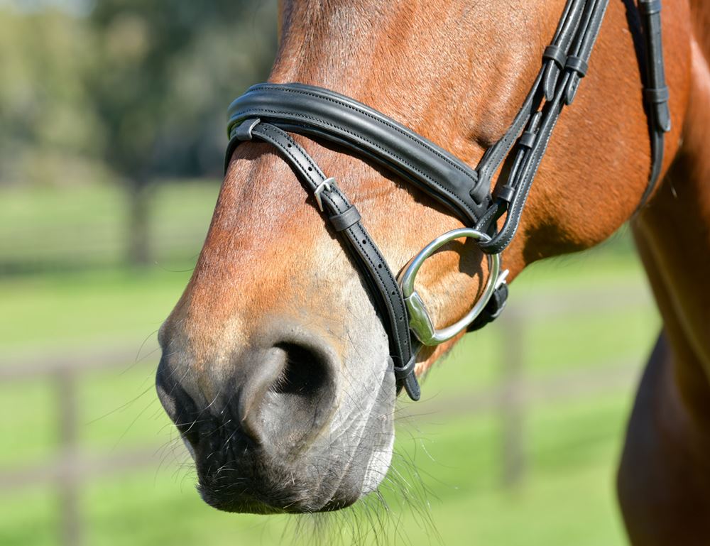 Weatherbeeta Collegiate Comfitec Opulux Plain Padded Hanoverian Flash Bridle
