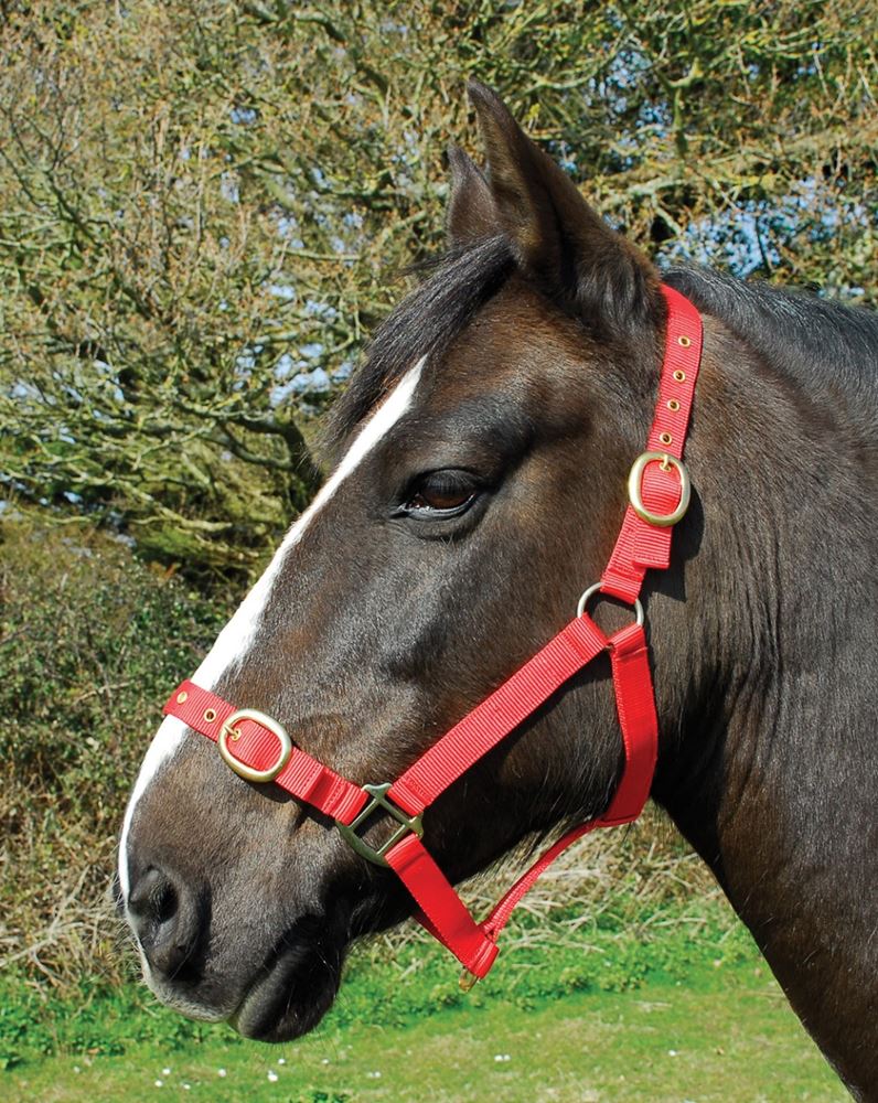 Rhinegold Nylon Headcollar (Red)