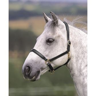 Shires Velociti GARA Ragley Lined Leather Headcollar