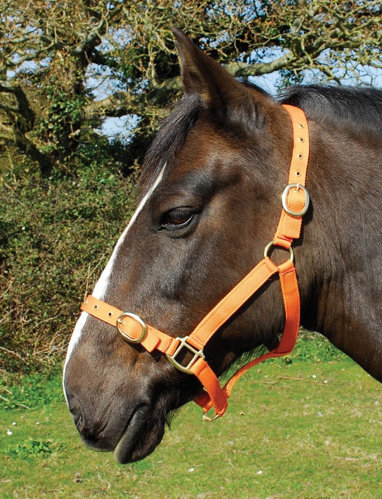 Rhinegold Nylon Headcollar (Tangerine)