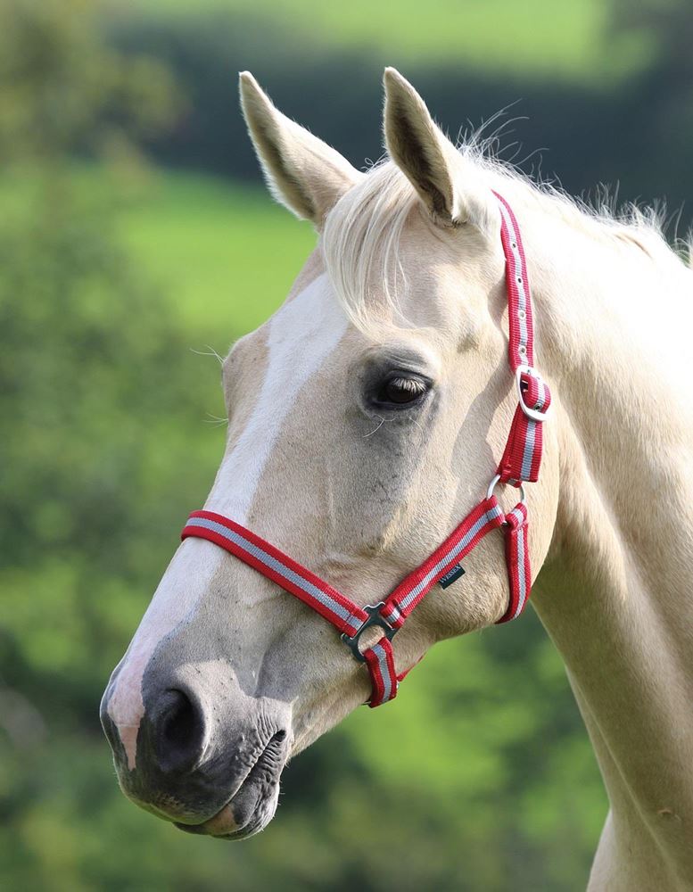 Shires Wessex Nylon Headcollar 