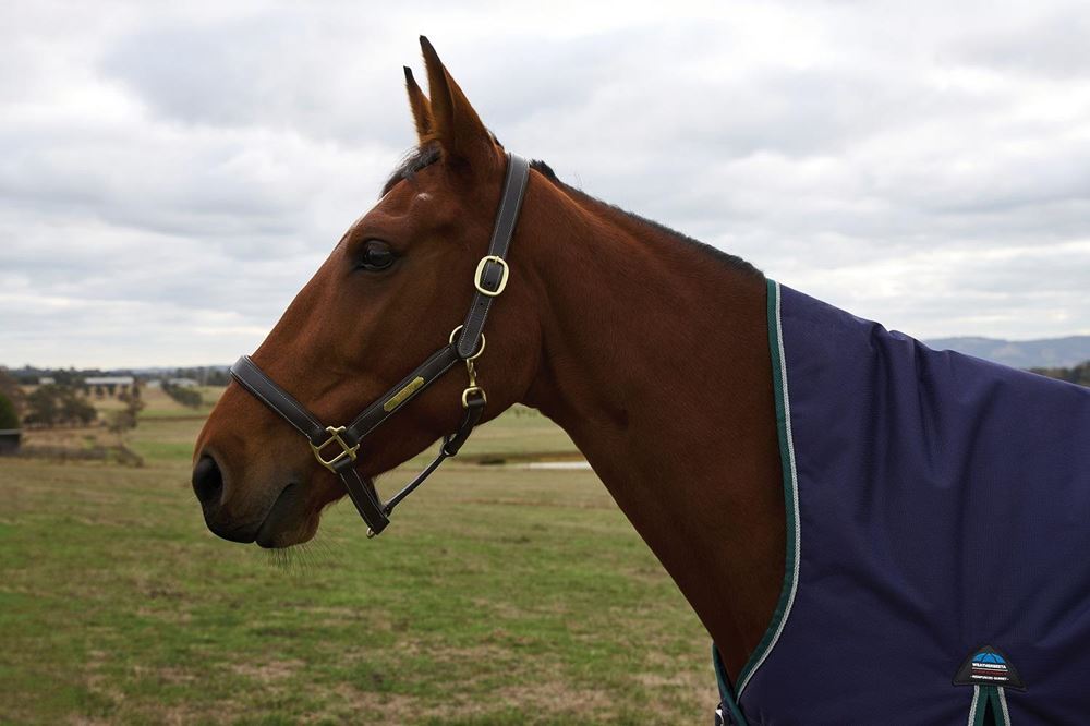 Weatherbeeta Comfitec Plus Dynamic Turnout High Neck - 100g (Navy/Forest Green)