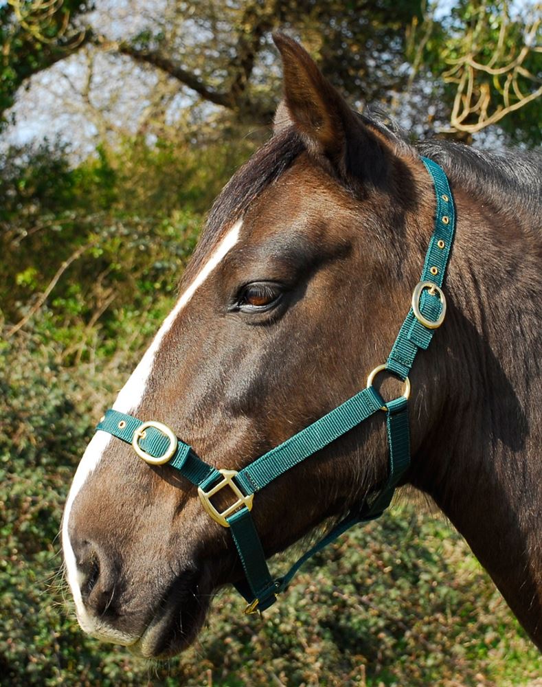Rhinegold Nylon Headcollar (Green)