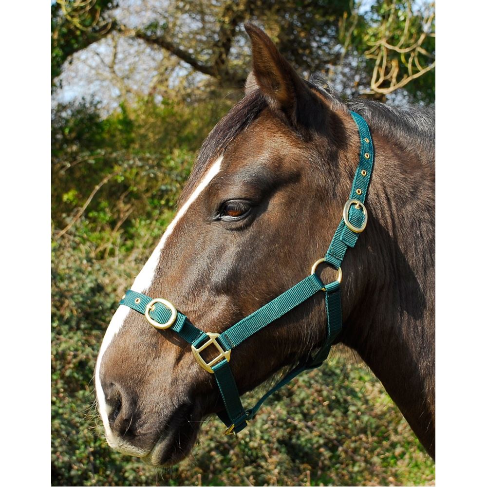 Rhinegold Nylon Headcollar (Green)