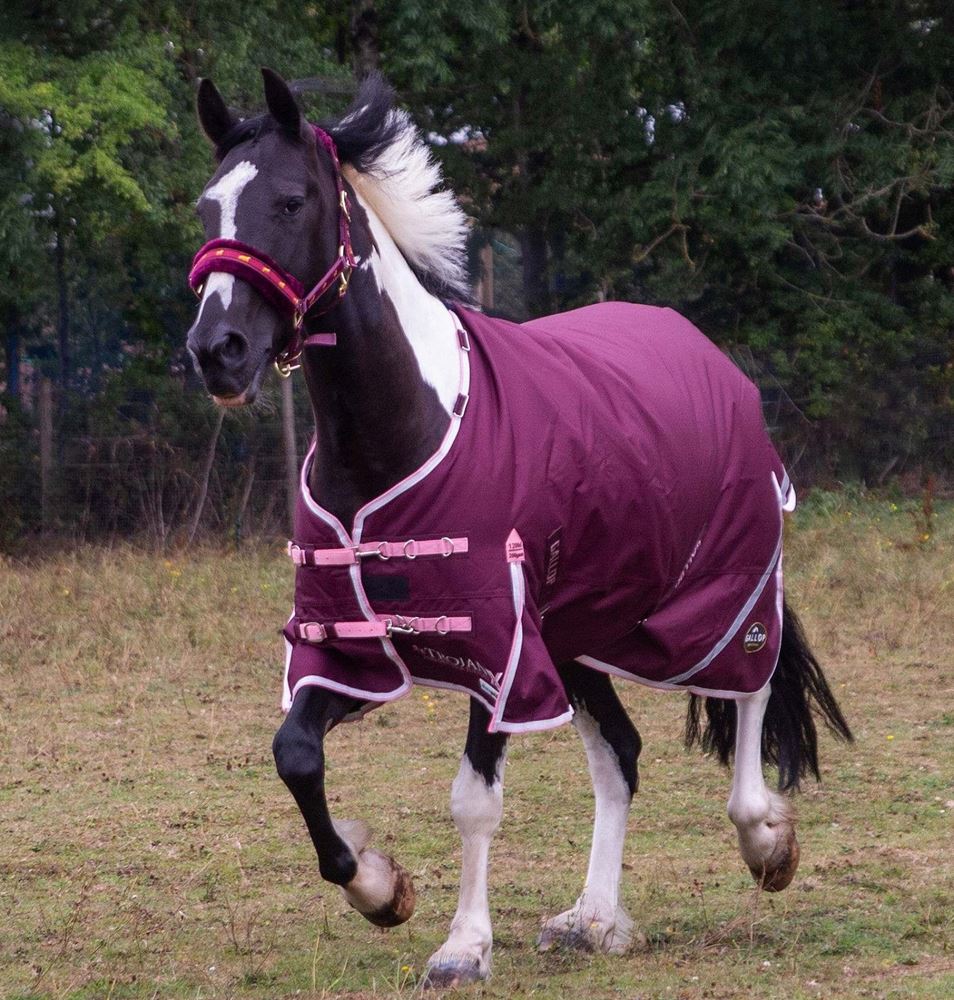 Gallop TROJAN Xtra Duraproof 200g 5-Point Standard Neck Turnout (Burgundy with Pink/White bindings)