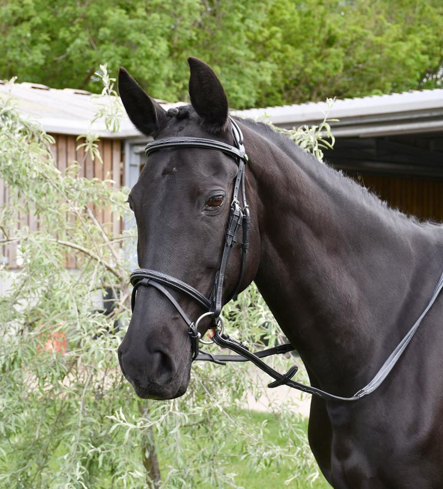 Rhinegold Elegance German Leather Bridle With Flash Noseband