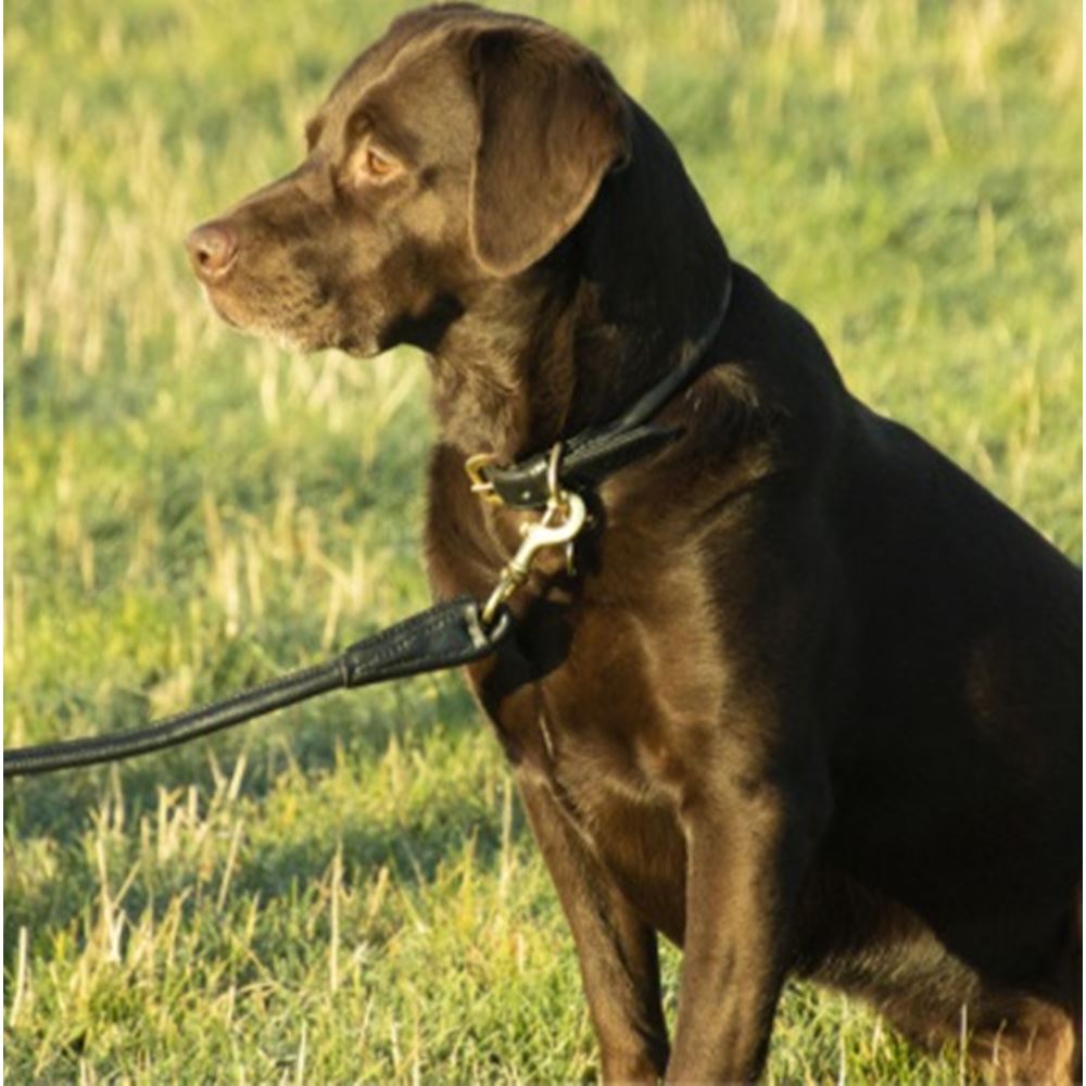 Benji & Flo Superior Rolled Leather Dog Collar (Black/Brass)