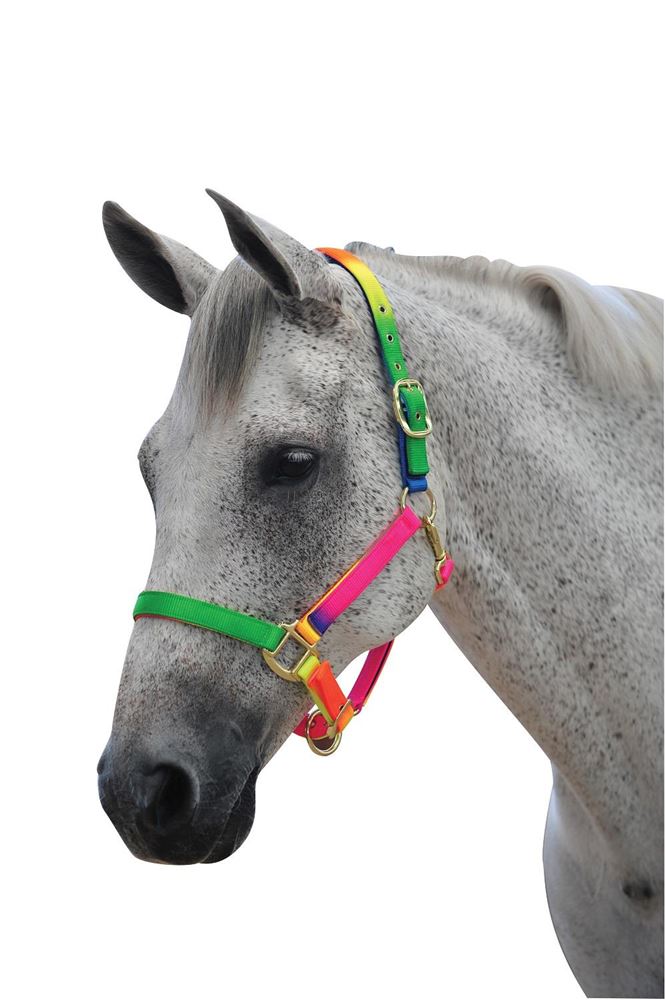 Roma Rainbow Headcollar