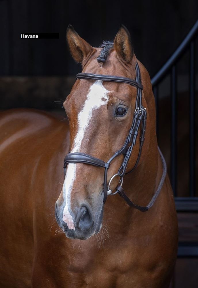 Shires Velociti RAPIDA Rolled Padded Cavesson Bridle