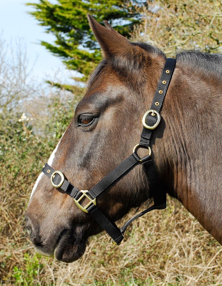 Rhinegold Nylon Headcollar (Black)
