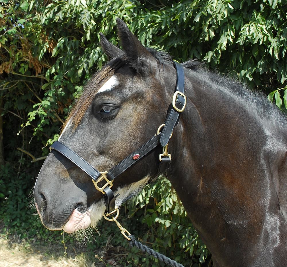 Windsor Equestrian Leather Headcollar