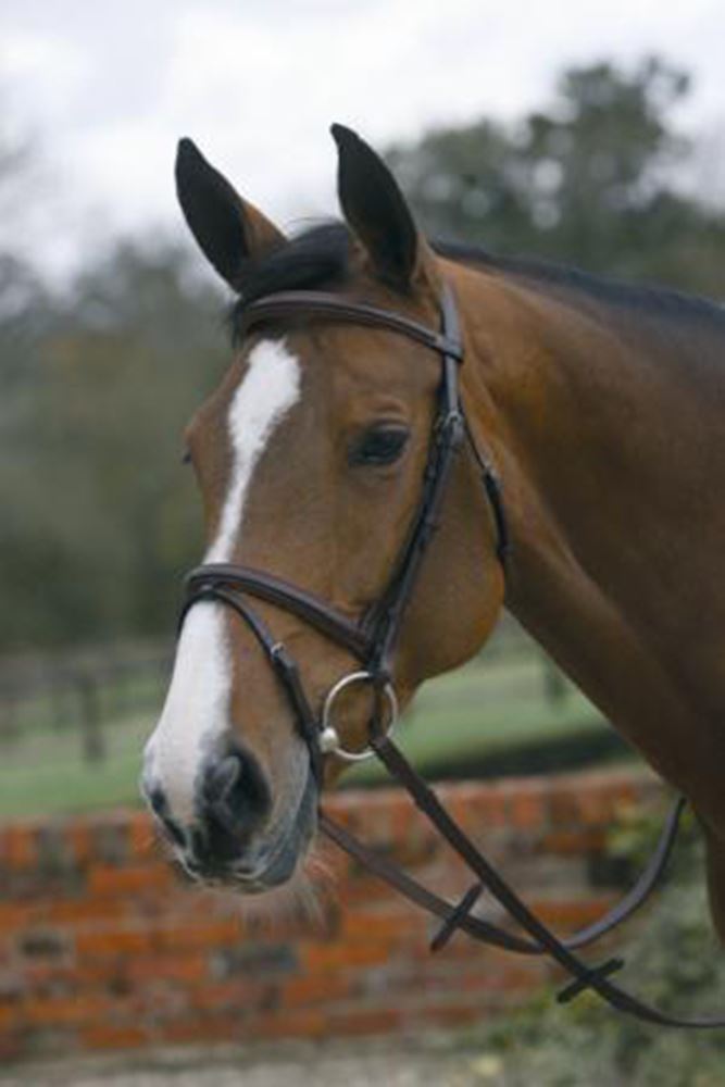 Mark Todd Square Raised Padded Bridle with Flash Noseband