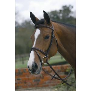 Mark Todd Square Raised Padded Bridle with Flash Noseband